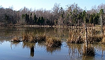Wetlands