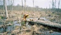 Wetland